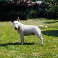 Picture of bull terrier in a garden