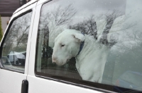 Picture of Bull Terrier in car