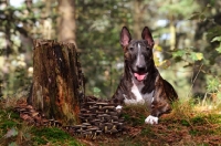 Picture of Bull Terrier in forest