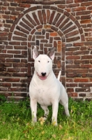 Picture of Bull Terrier in front of a wall