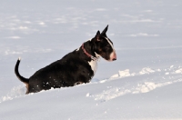 Picture of Bull Terrier in snow