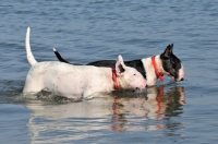 Picture of Bull Terrier in water