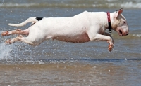 Picture of Bull Terrier jumoing into the sea