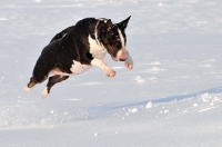 Picture of Bull Terrier jumping in snow