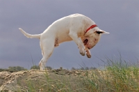 Picture of Bull Terrier jumping