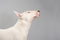 Picture of Bull terrier looking up on grey studio background.