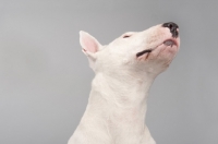 Picture of Bull terrier looking up on grey studio background.