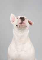 Picture of Bull terrier looking up on grey studio background.