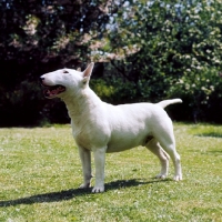 Picture of bull terrier looking up
