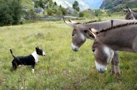 Picture of bull terrier meeting donkeys