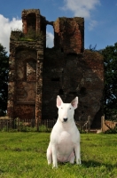 Picture of Bull Terrier near a ruin