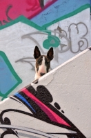 Picture of Bull Terrier near graffiti