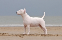 Picture of Bull Terrier near the sea
