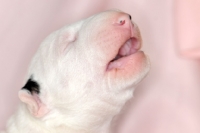 Picture of Bull Terrier newborn