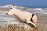 Picture of Bull Terrier on beach