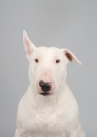 Picture of Bull terrier on grey studio background, one ear up