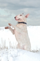 Picture of Bull Terrier on hind legs