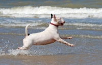 Picture of Bull Terrier on the beach