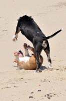 Picture of Bull Terrier playing on the beach