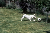 Picture of bull terrier playing with a ball in the garden