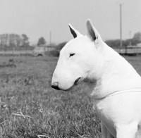 Picture of bull terrier portrait