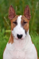 Picture of Bull Terrier portrait