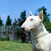 Picture of bull terrier portrait