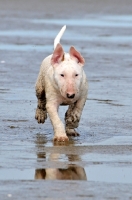 Picture of Bull Terrier pup running on beach