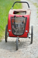 Picture of Bull Terrier puppies in buggy