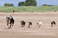 Picture of Bull Terrier puppies running after mum