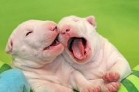 Picture of Bull Terrier puppies
