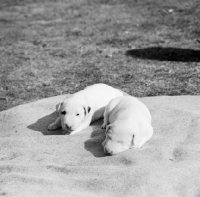 Picture of bull terrier puppies