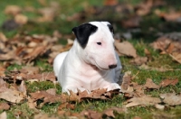 Picture of Bull Terrier puppy, lying down