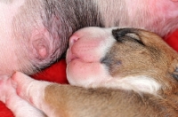 Picture of Bull Terrier puppy
