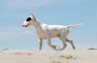 Picture of Bull Terrier running in sand