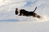 Picture of Bull Terrier running in snow