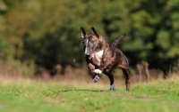 Picture of Bull Terrier running