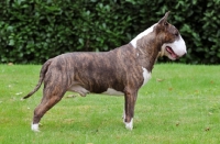 Picture of Bull Terrier side view on grass