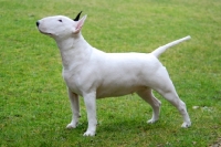 Picture of Bull Terrier side view