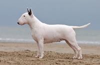 Picture of Bull Terrier side view