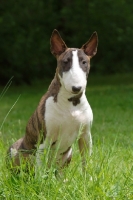 Picture of Bull Terrier sitting on grass