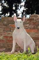 Picture of Bull Terrier sitting on grass