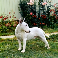 Picture of bull terrier standing on grass