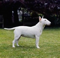 Picture of bull terrier standing on grass