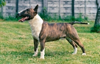 Picture of bull terrier standing on grass