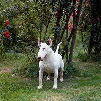 Picture of bull terrier standing on grass