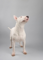 Picture of Bull terrier standing on grey studio background, looking up.