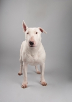 Picture of Bull terrier standing on grey studio background.