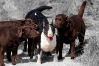 Picture of bull terrier surrounded by labradors