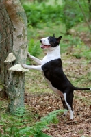 Picture of Bull Terrier up against tree